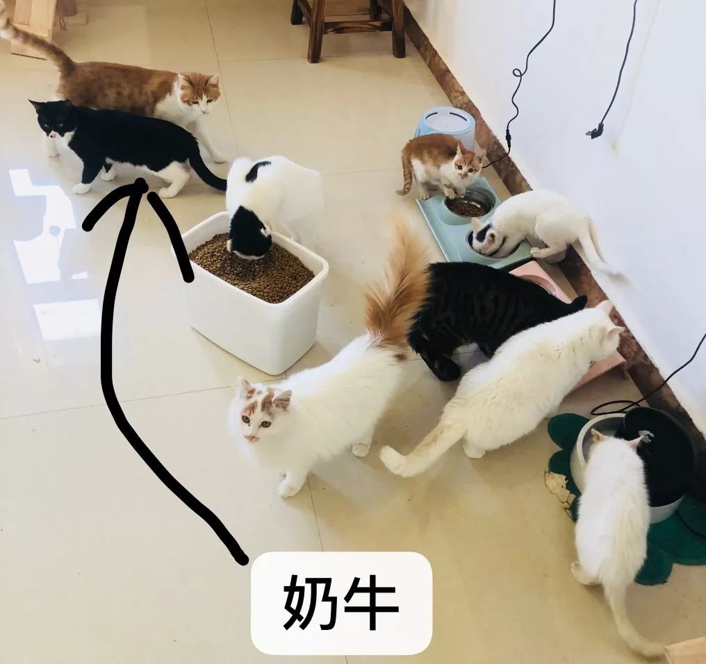 中华田园猫为什么叫中华田园猫呢,中华田园猫什么猫最好最粘人