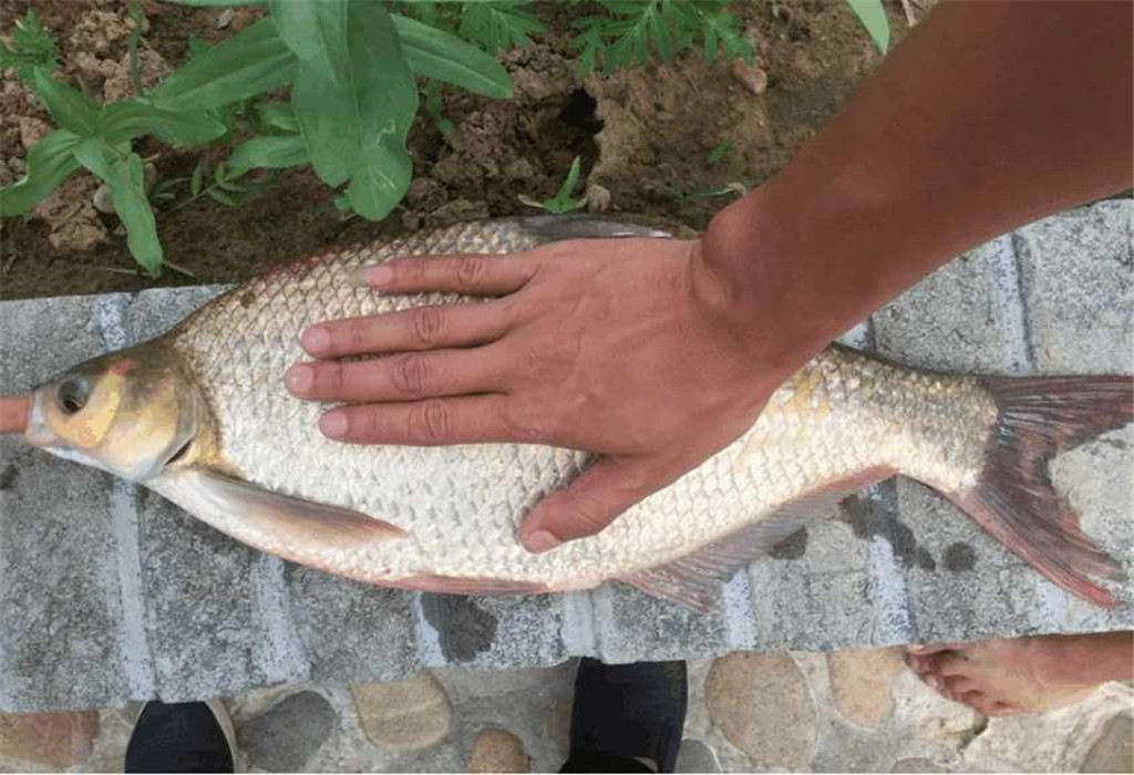 钓鱼到底该不该买很多的商品饵料,钓鱼买小药又买线