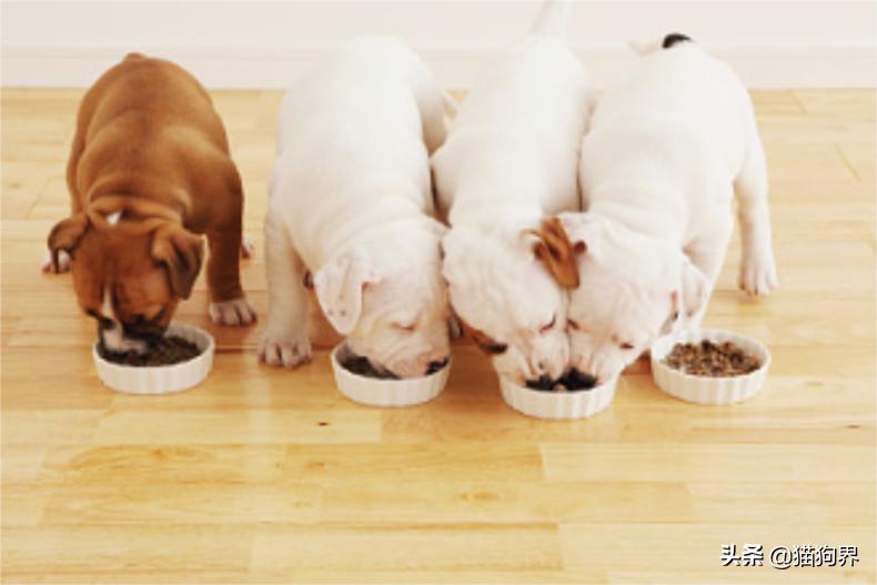 鐙楃嫍鏄ュ鐨偆鐥呭ぇ浣滄垬,鐙楃嫍鐨偆鐥呭ぇ浣滄垬