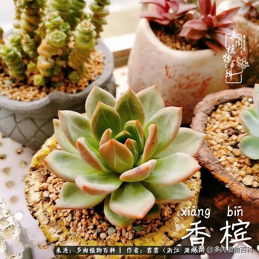 包邮区多肉度夏养护心得,阳台党养多肉怎么度夏