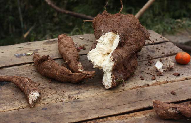 葛根在美国泛滥成灾,入侵美国的葛藤