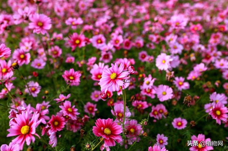 刚出来的波斯菊需要施肥吗,波斯菊不发芽是怎么回事