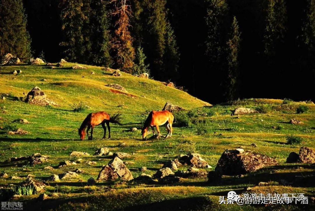 *疆新**自由1：15000公里带狗走全疆（*疆新**全程路书）