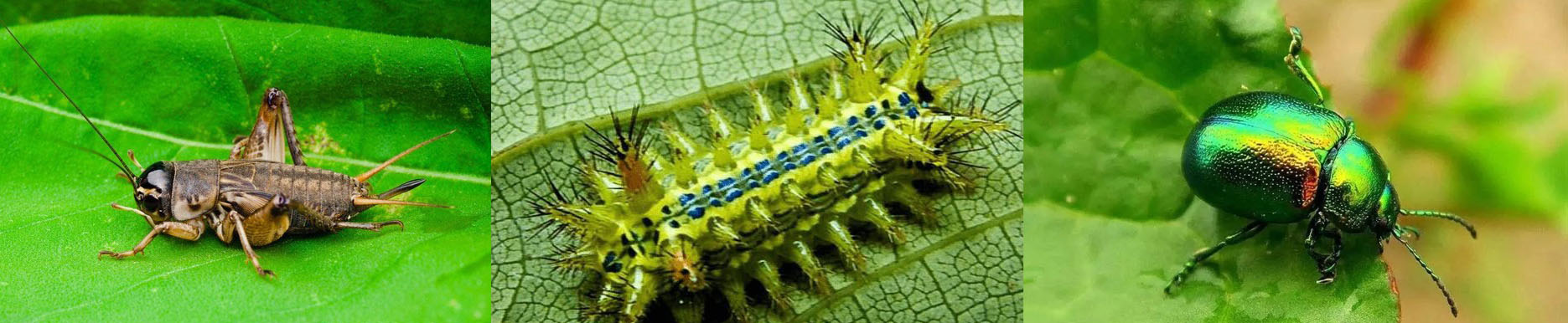 上海话哈三胡四,上海话嘎三胡什么意思