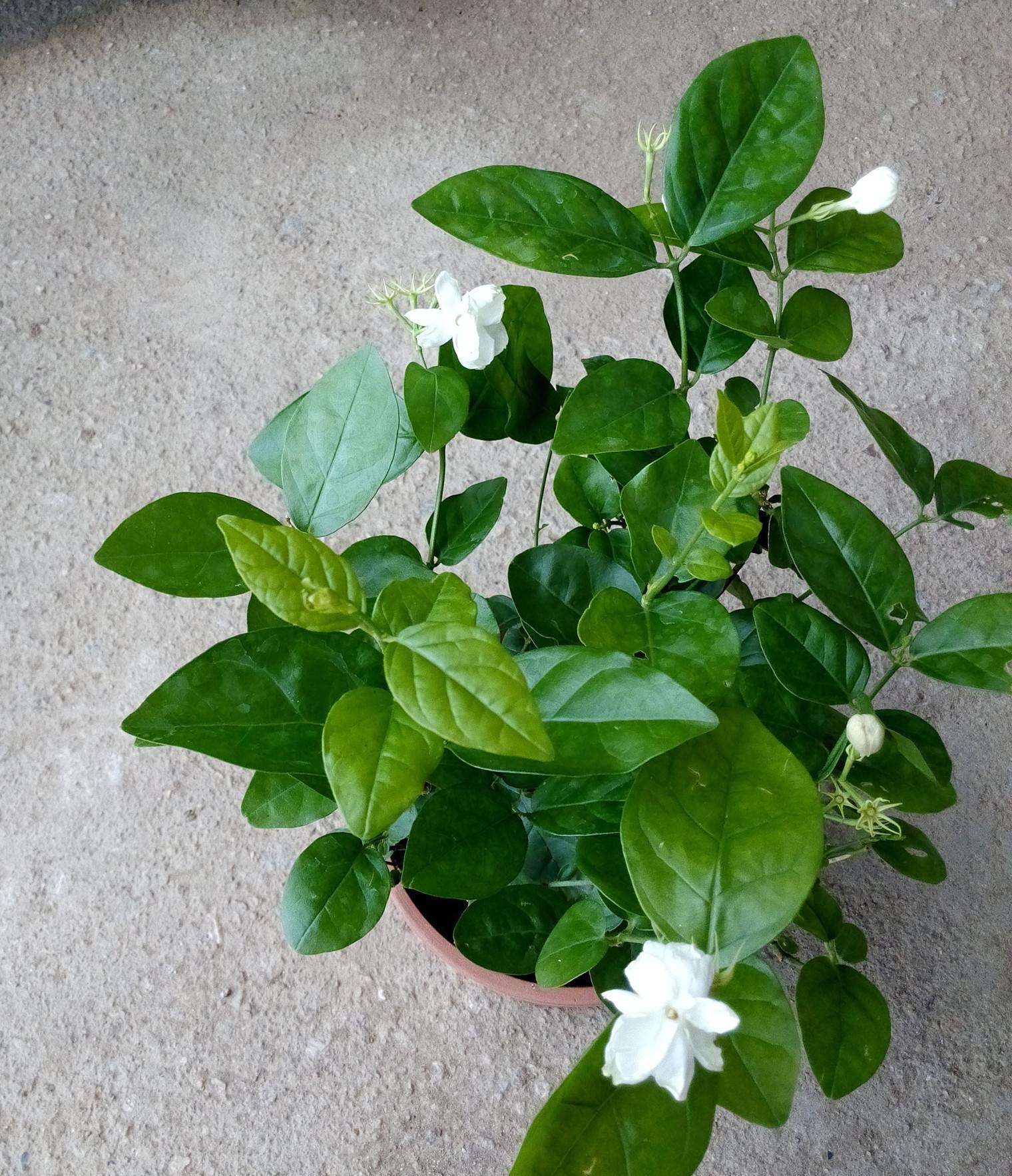 冬天茉莉花干枯，这样养，让它恢复生机勃勃！