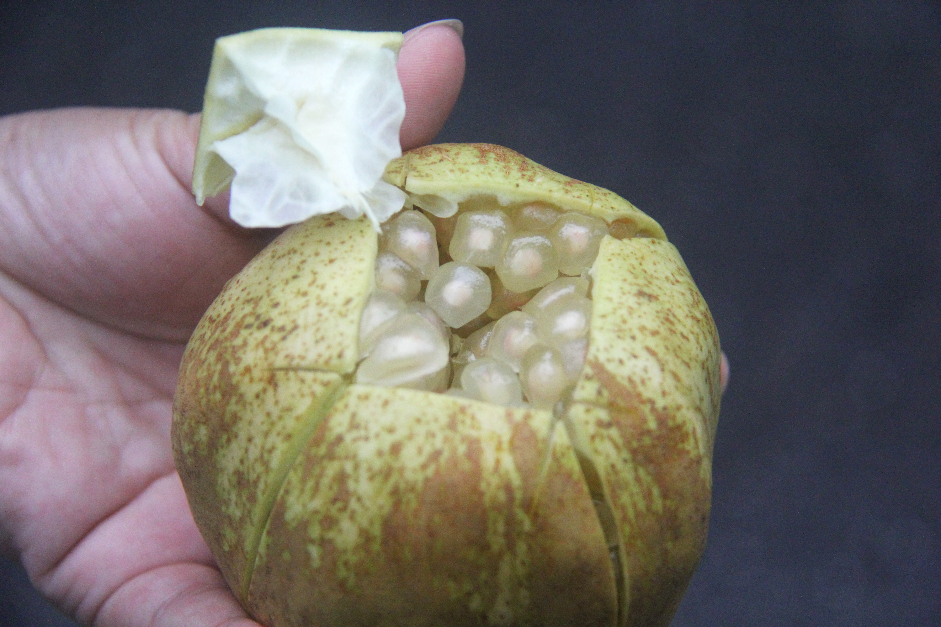 白花玉石籽石榴,玉石籽石榴