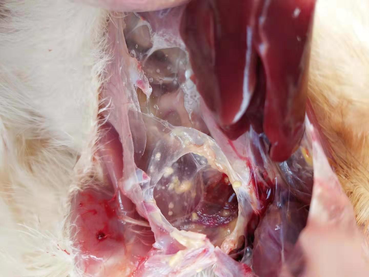 霉菌性炎症治疗经验,霉菌感染怎么治疗医问医答