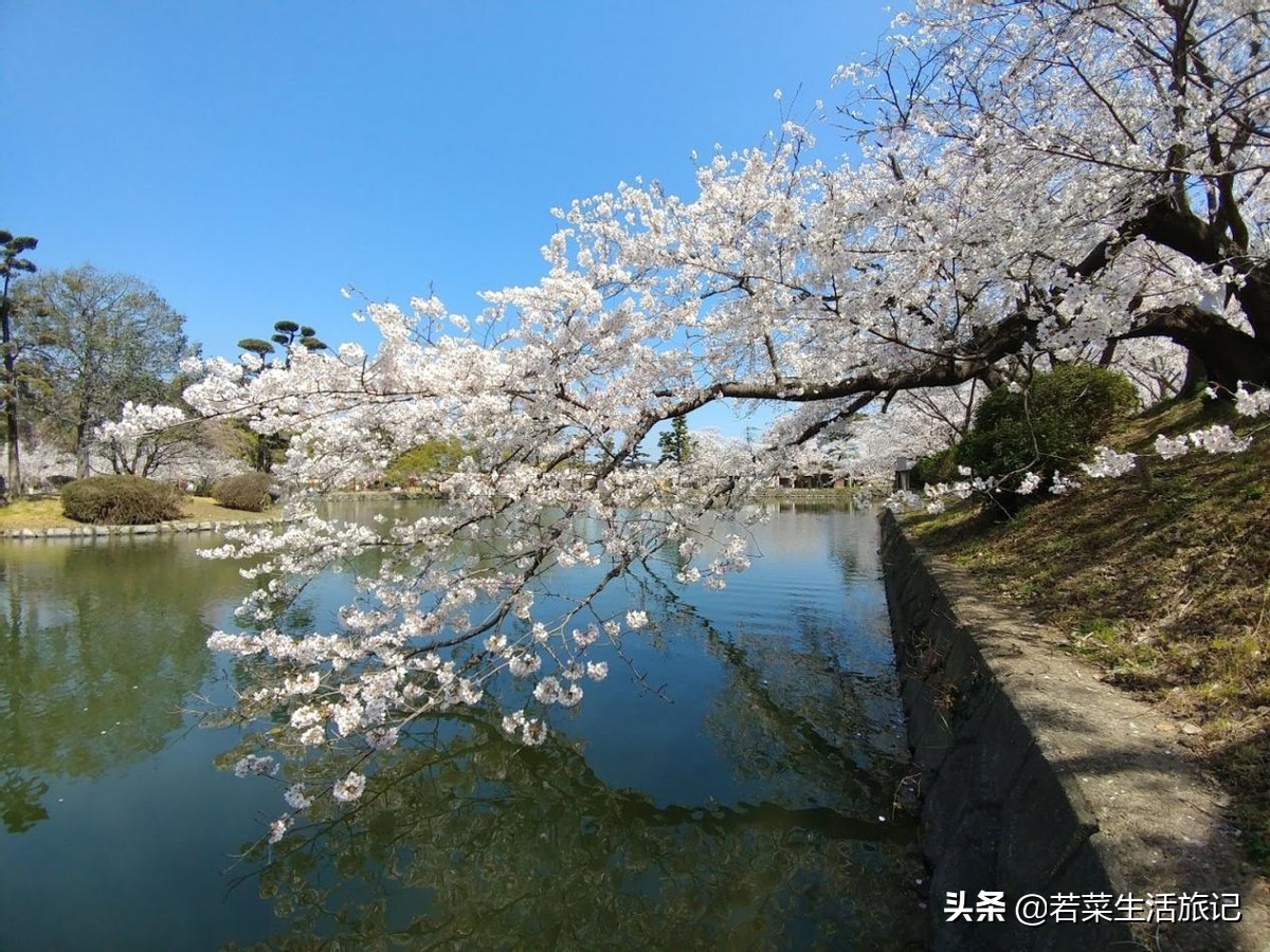 九州岛樱花,九州樱花之旅