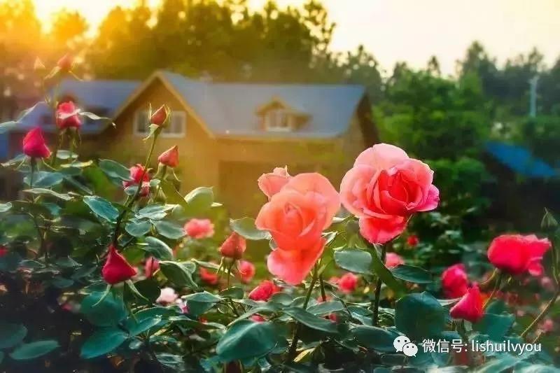 南京溧水千亩玫瑰,南京玫瑰园千亩花海迎来盛花期