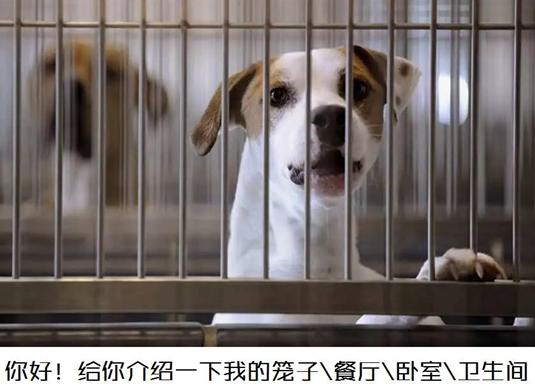 狗喜欢睡在自己的尿里怎么办,幼狗容易尿在自己窝里吗