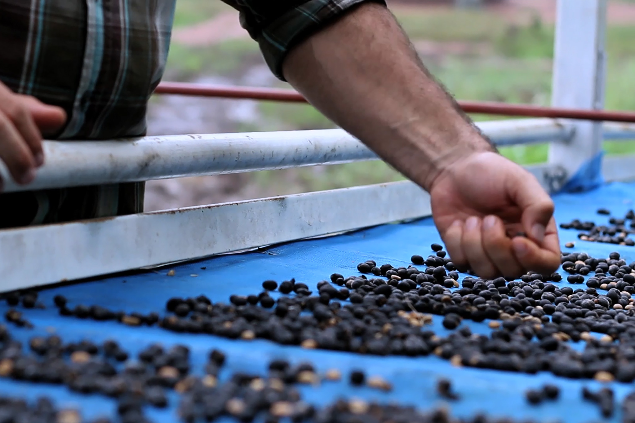 最贵的咖啡猫屎咖啡,世界上最贵的咖啡与最便宜的咖啡