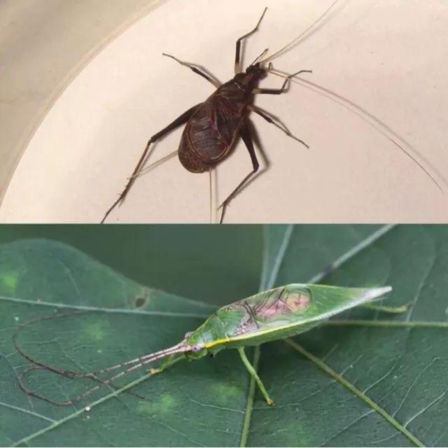 百艺杂谈,教你鸣虫界的八句“黑话”