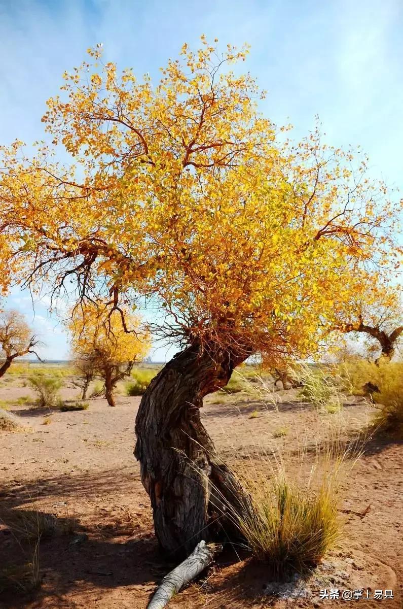 金山银山不如绿水青山植树活动,幼儿园绿水青山就是金山银山