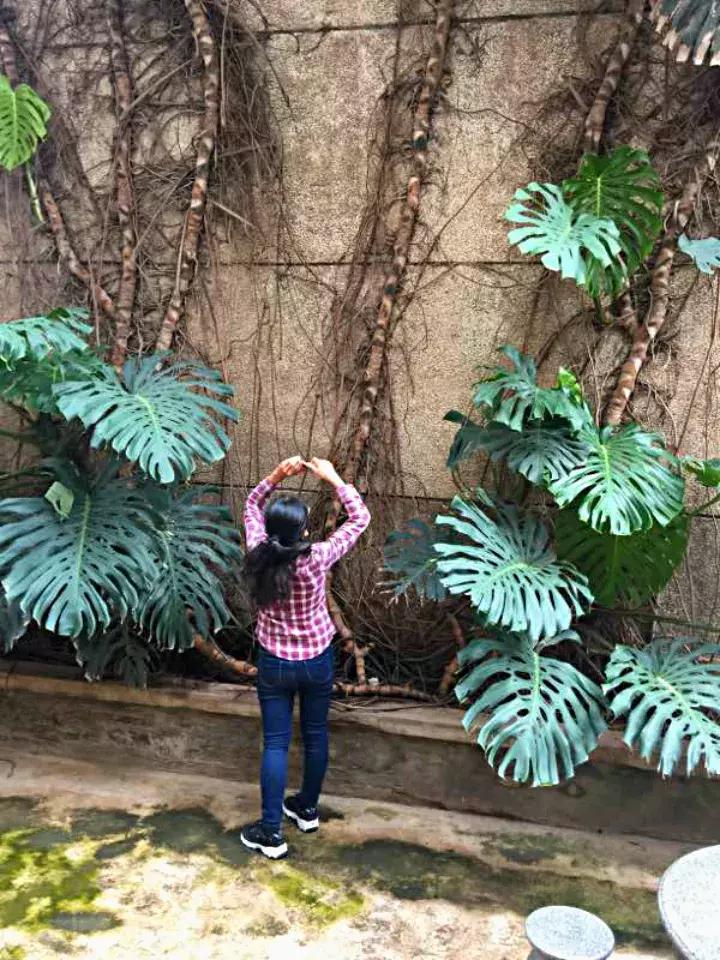 适合家里西阳台养耐阴的花,家里宜养的花草室内耐阴花