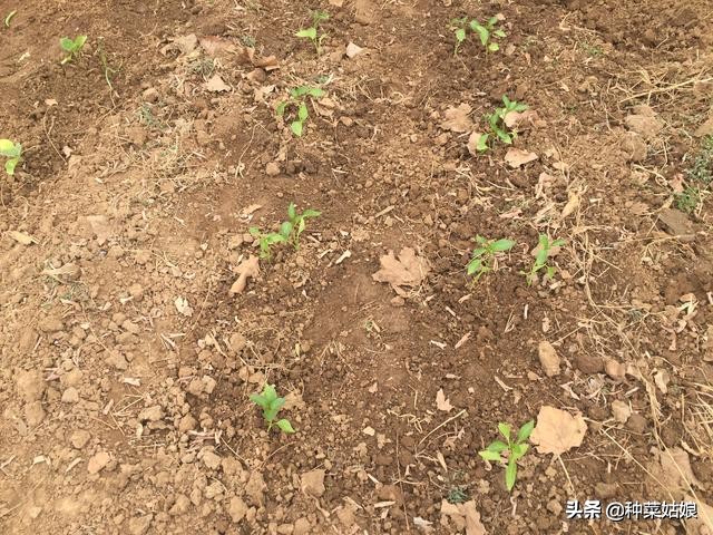 种植叶菜如何掌握浇水,种植瓜果怎么样防腐烂