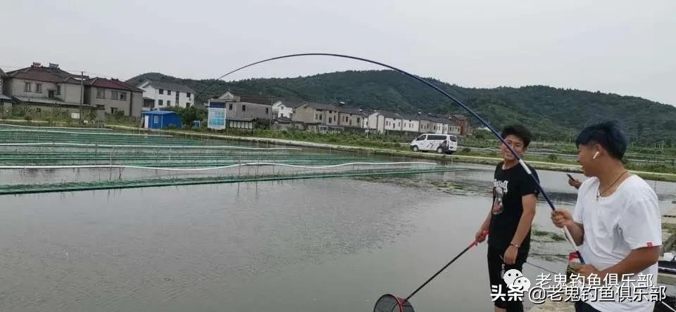 七月野钓罗非鱼,七月高温钓鱼