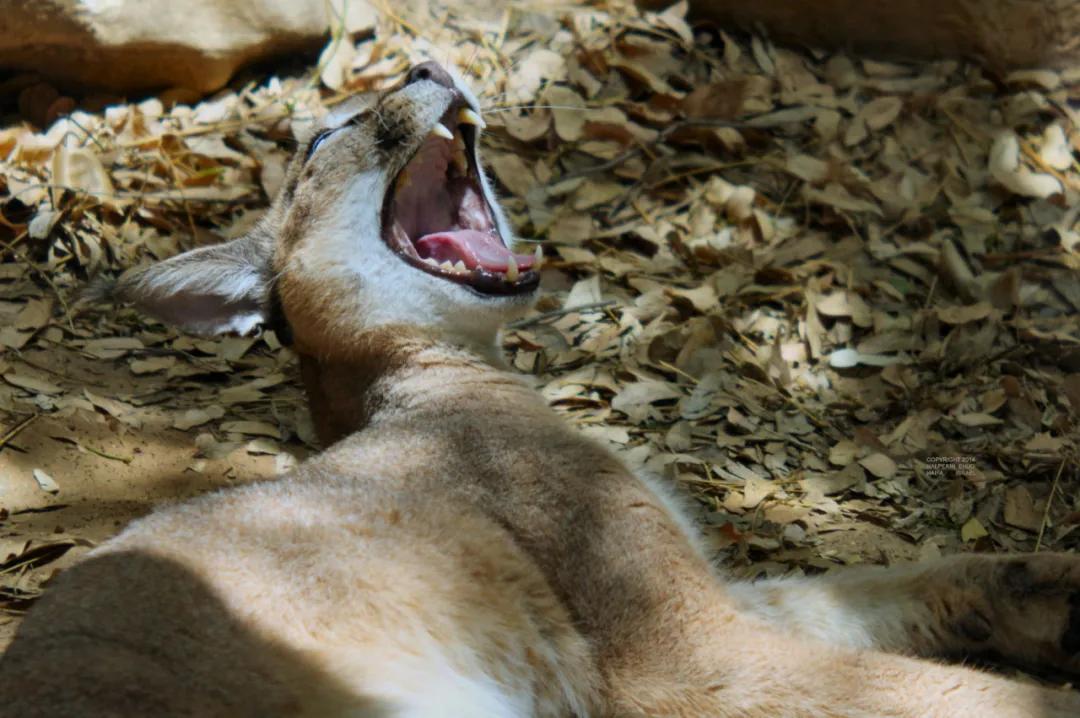 狞猫耳朵非常漂亮会旋转,狞猫的耳朵好可爱
