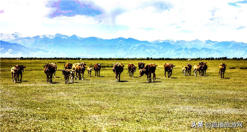 *疆新**昭苏:乡村振新“牛起来”