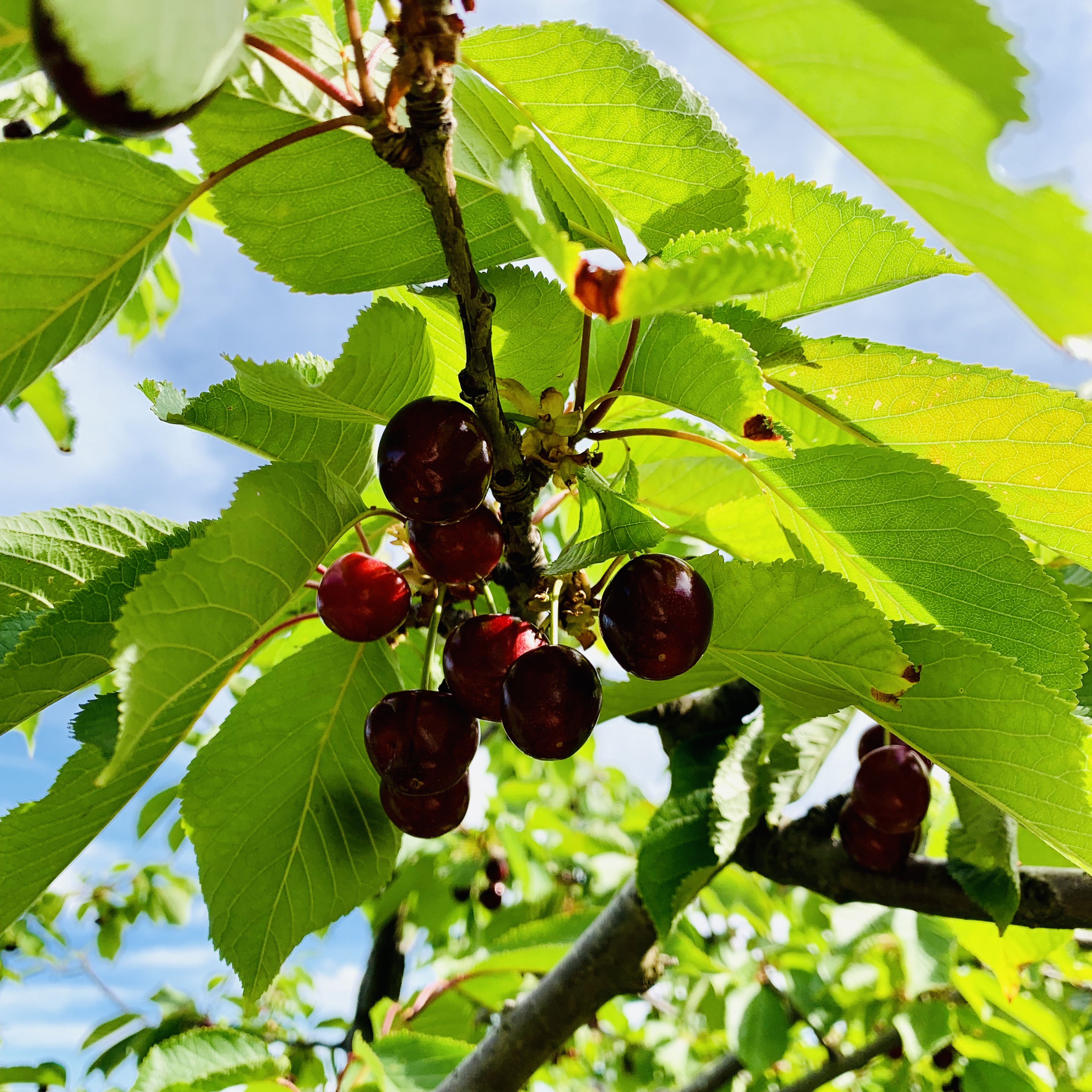 澳洲樱桃采摘,在澳洲采樱桃视频