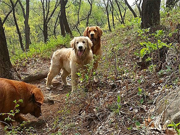 金毛性格很急躁怎么办呀,金毛的脾气很暴躁怎么办