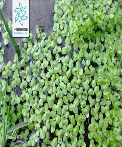 水草常见问题,常见鱼缸水草