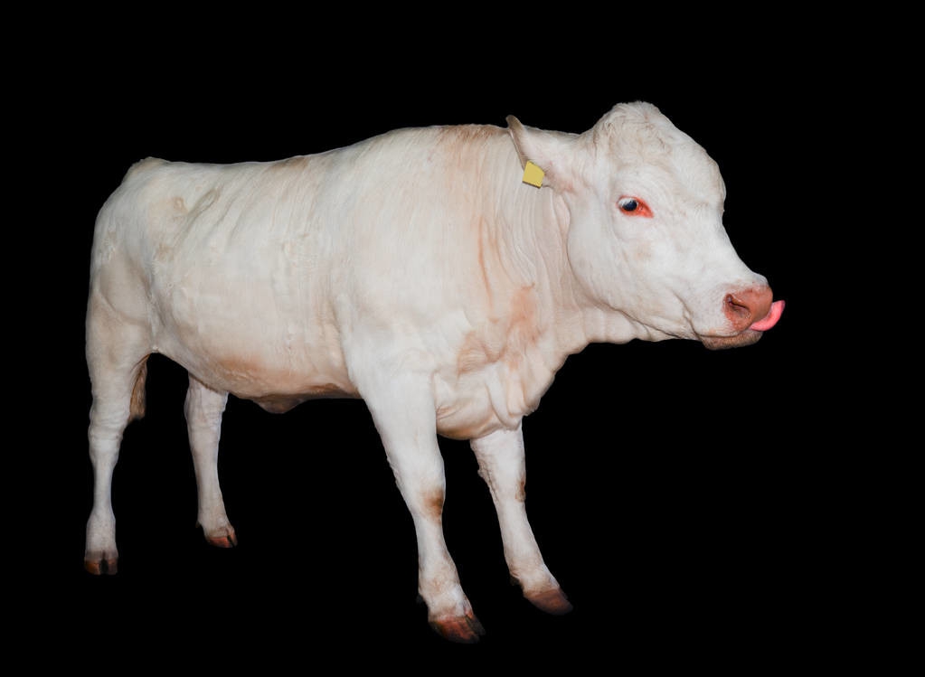 肉牛养殖存在的问题和解决方法,酷热夏季肉牛过料便血怎么解决