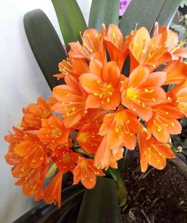 君子兰开花期叶子薄黄怎么养护,君子兰不开花应该怎么养才能开花