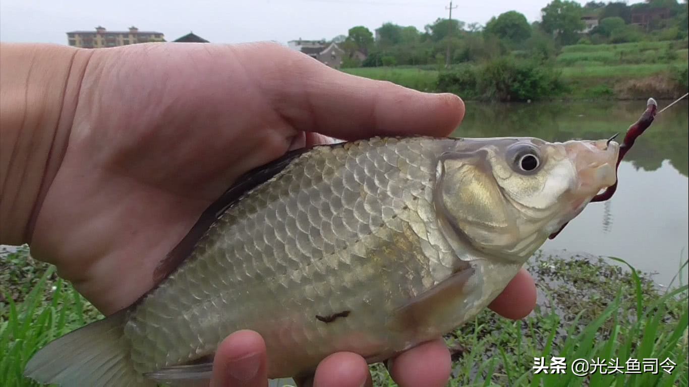 青蚯蚓和红蚯蚓哪个钓鱼效果好,大蚯蚓钓鱼好还是小蚯蚓好