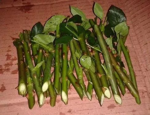 如何利用废弃的塑料瓶养花,可乐瓶养花神器