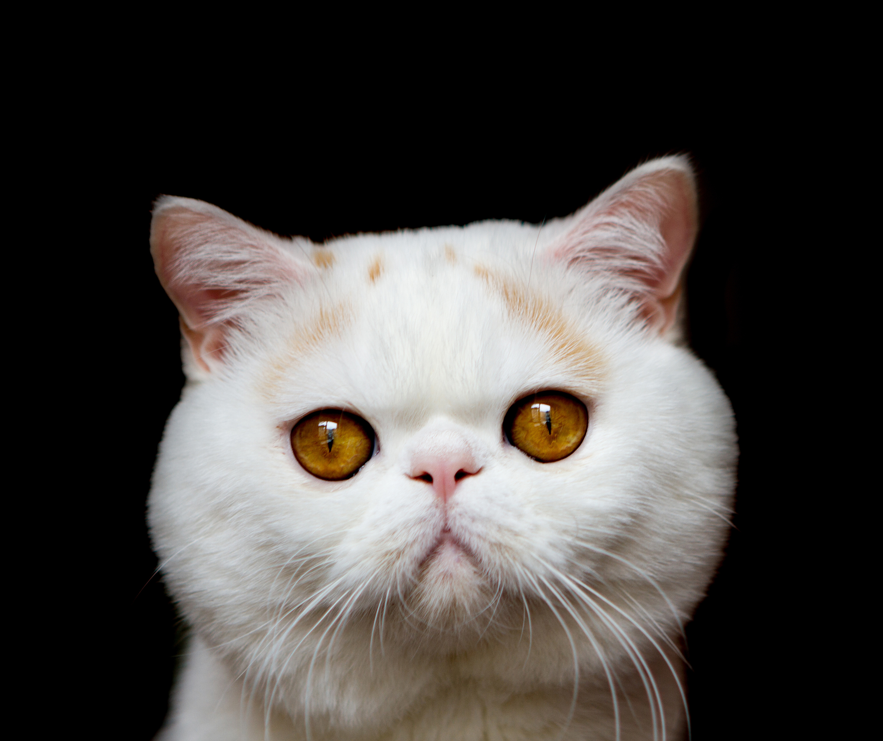 猫眼屎多是什么原因,猫绿色眼屎多怎么回事