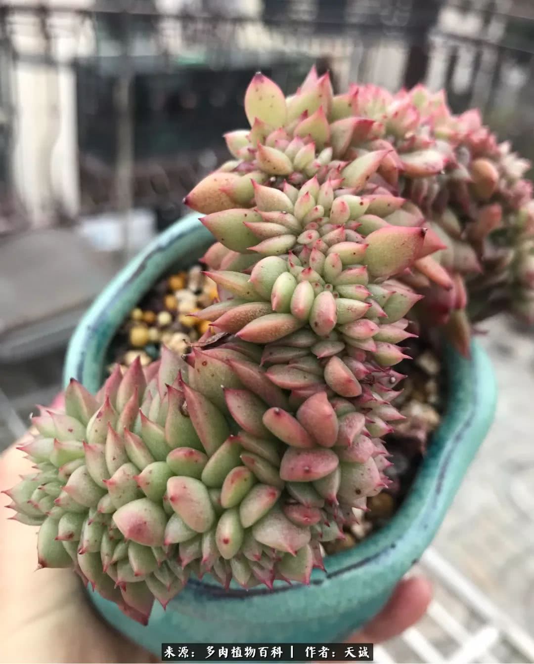 多肉从小养到大的过程,真爱的力量教程