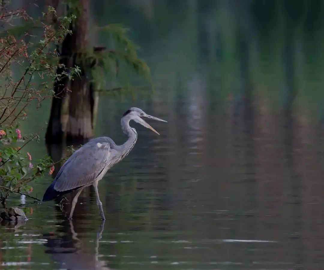 你们听说过死海吗,你听说过海洋中的强大生物吗