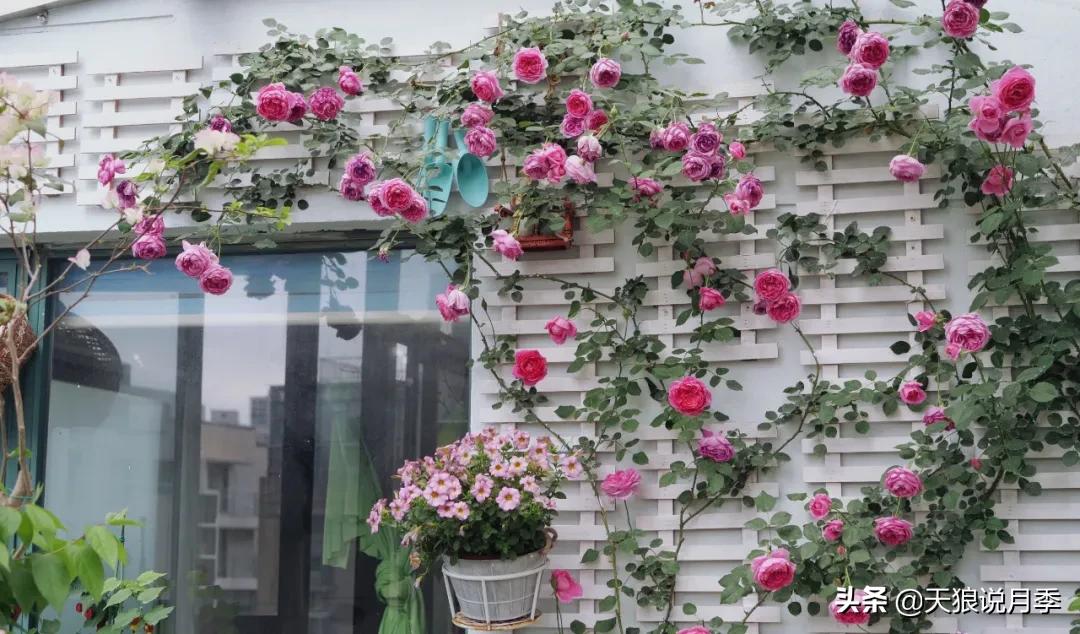 花友家的春花都开爆爆爆了，快来云赏花！（上）