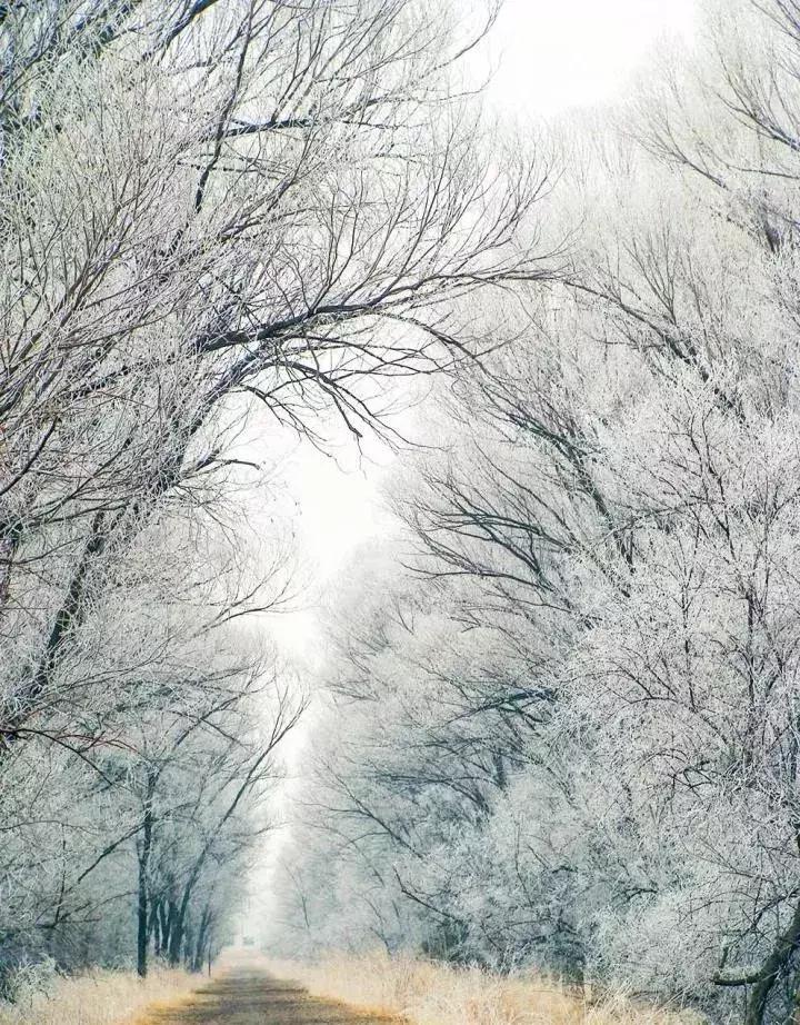 雾凇之美宛若仙境,连云港花果山雾凇美得像仙境