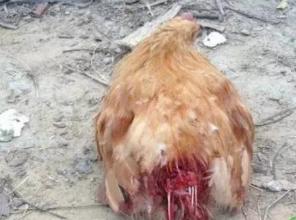 鸡互啄的最佳解决方法,鸡群啄毛的原因