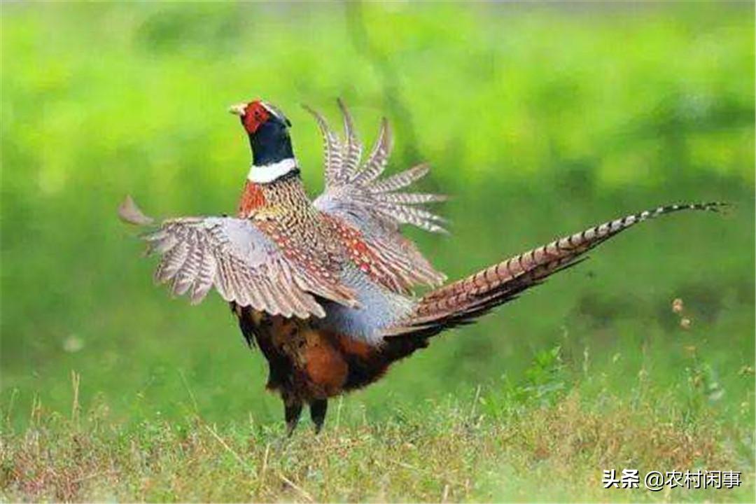 野鸡高产技术视频,野鸡培育技术