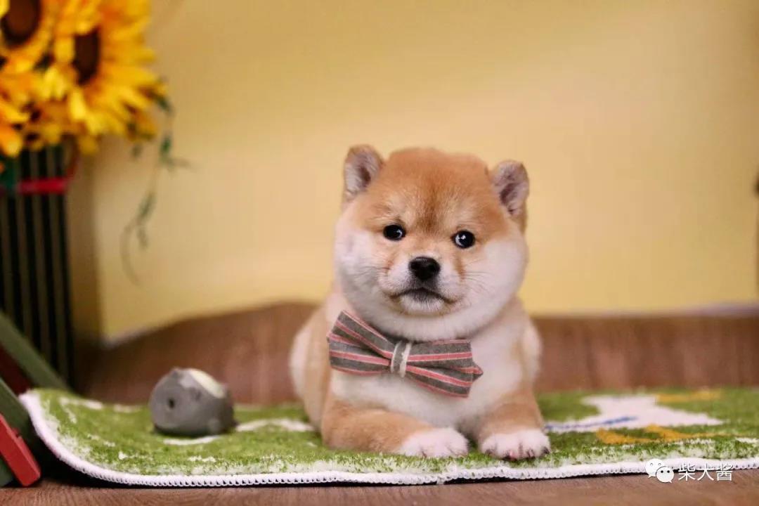 柴犬总是跟别的狗打架,柴犬老是打架怎么办