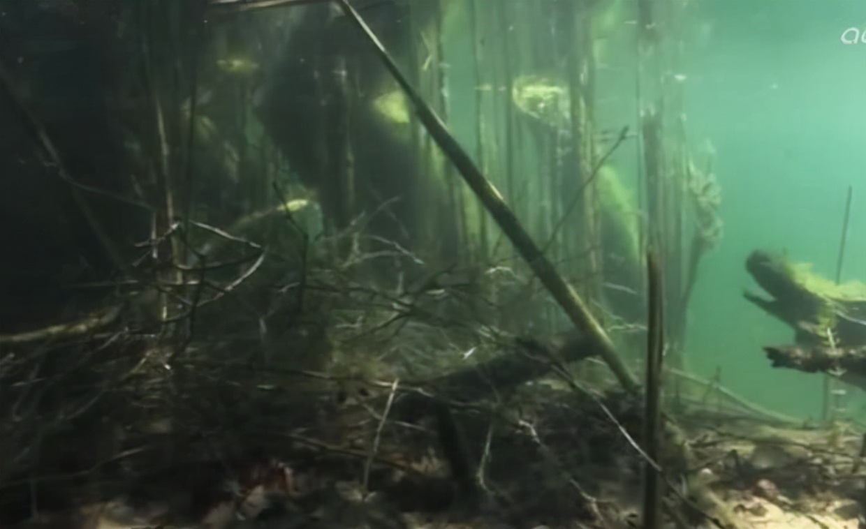 亚马逊河最凶猛的是什么,亚马逊森林人类禁区