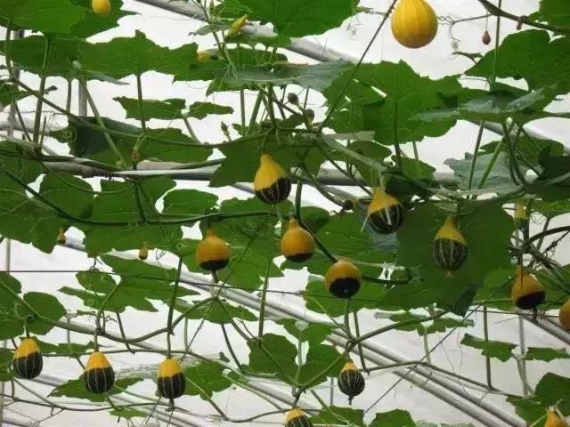 惠州海边无边泳池酒店推荐,惠州网红无边泳池酒店推荐