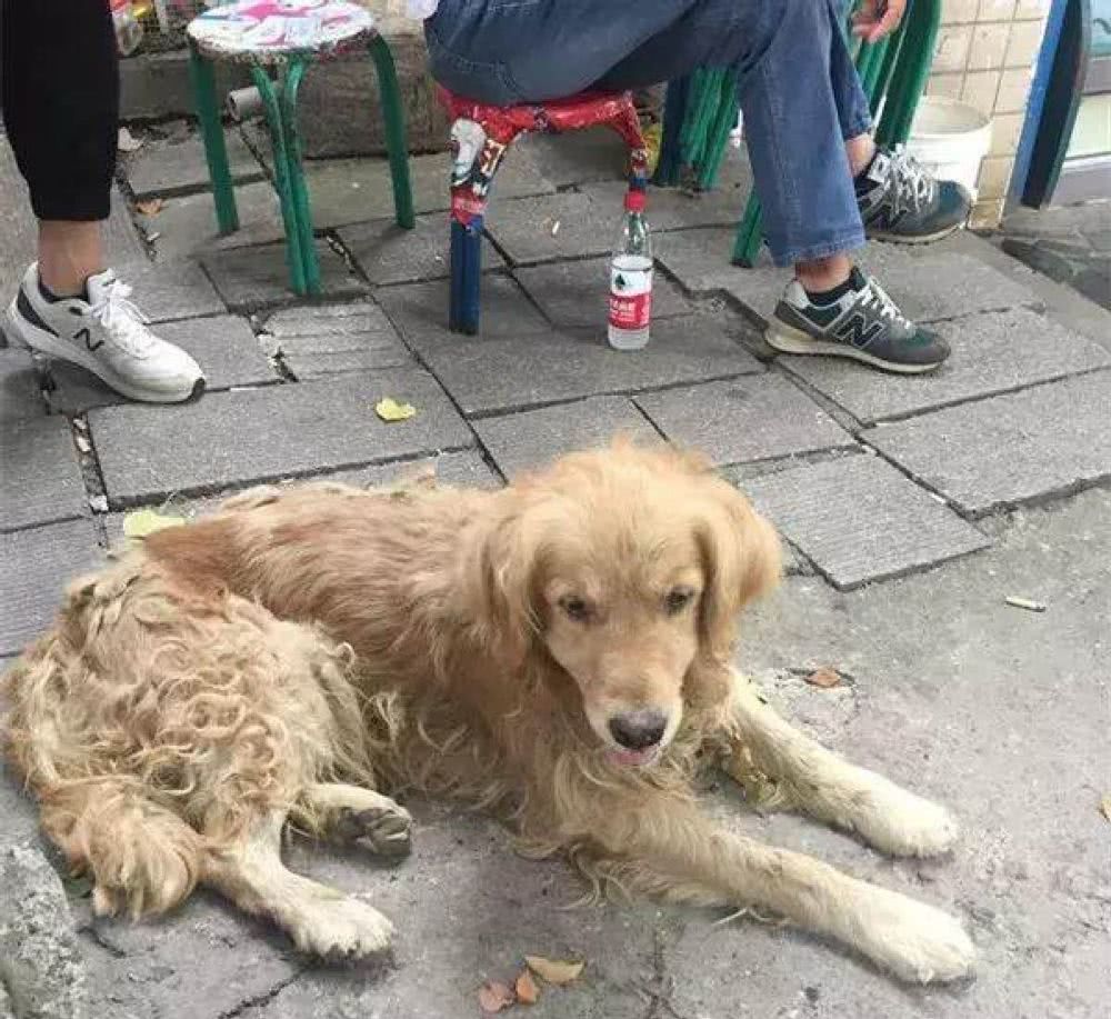 金毛毛发变深了怎么回事,金毛毛发粗糙怎么办