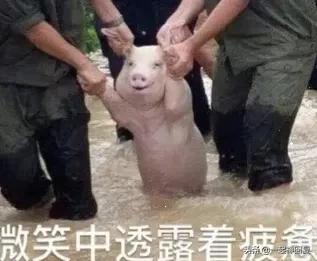 给母猪保健用什么中药最好,给母猪做产后护理