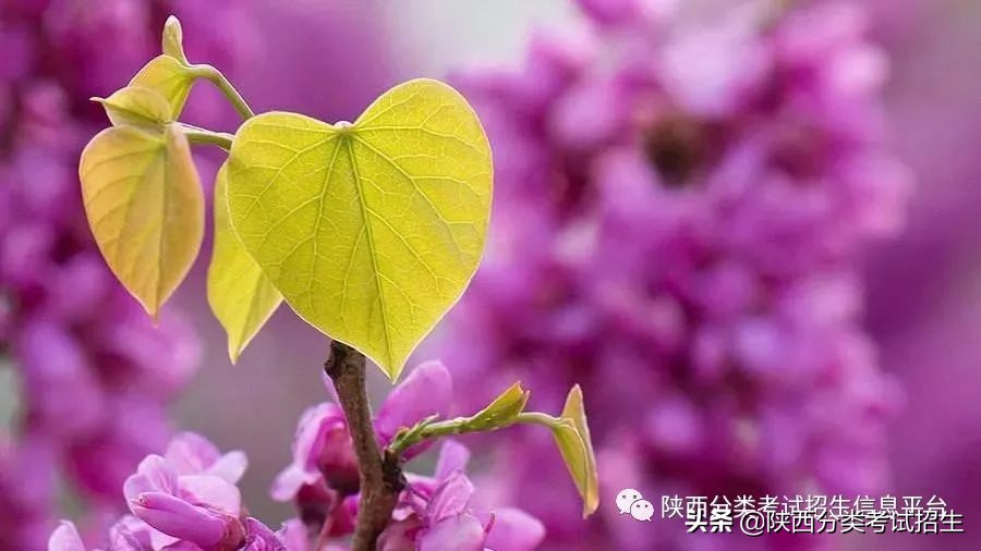 两汉三国，真美汉中|汉中职业技术学院