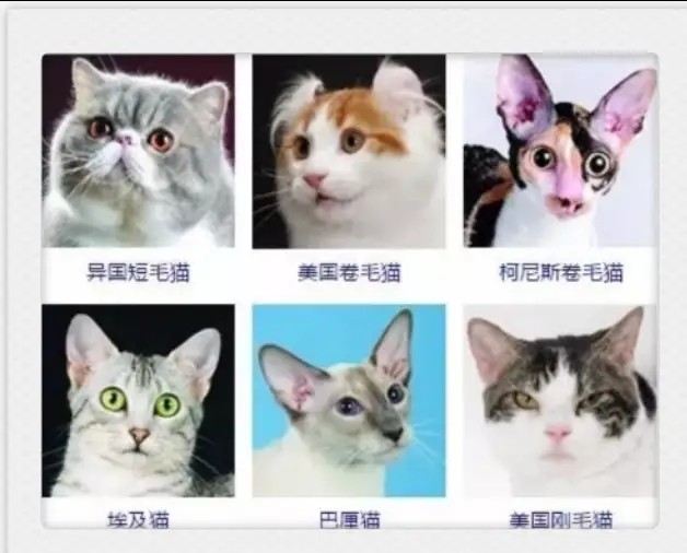 猫咪有哪些品种大全,不吃肉的猫咪是什么品种