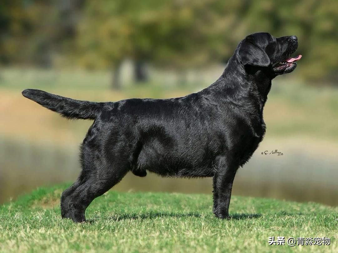 宠狗注意事项,宠兽小知识大全