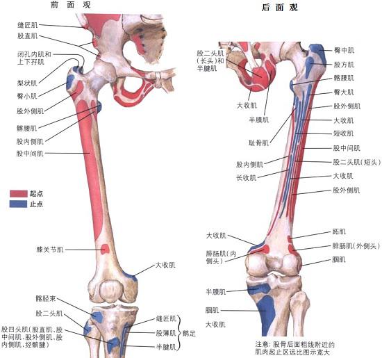 髋关节骨性关节炎怎么非手术治疗,髋关节撞击综合症非手术治疗