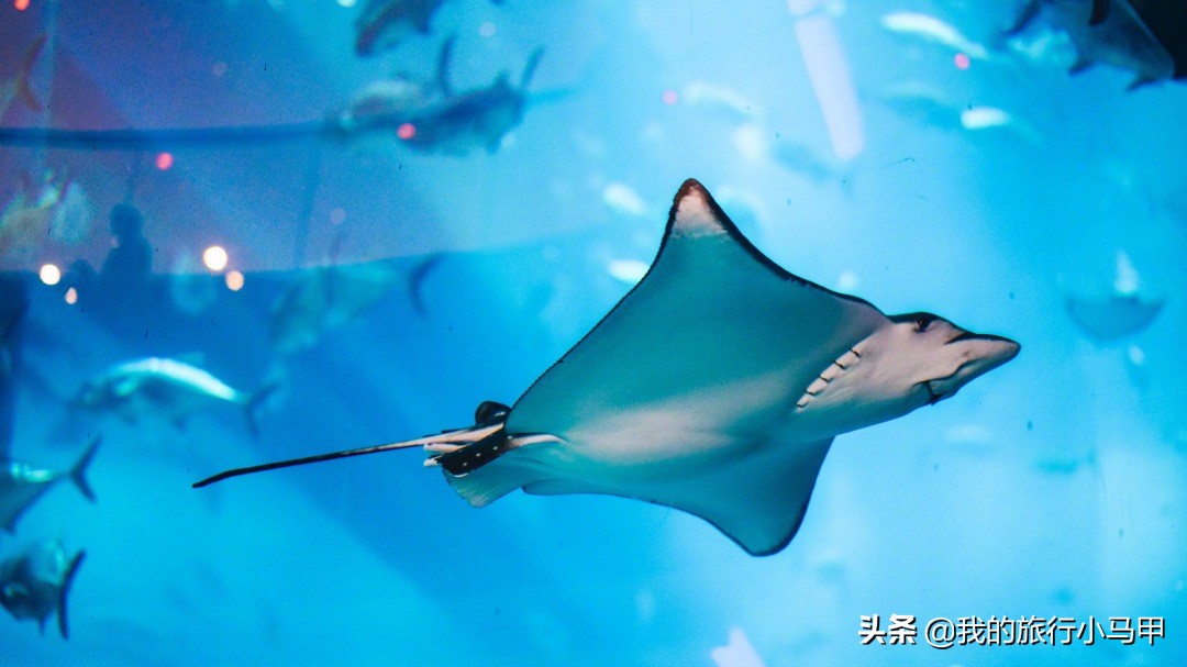 迪拜旅游攻略必去的地方,迪拜游玩全攻略