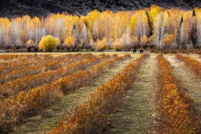 阿勒泰秋天有多美,秋天的新疆阿勒泰太美