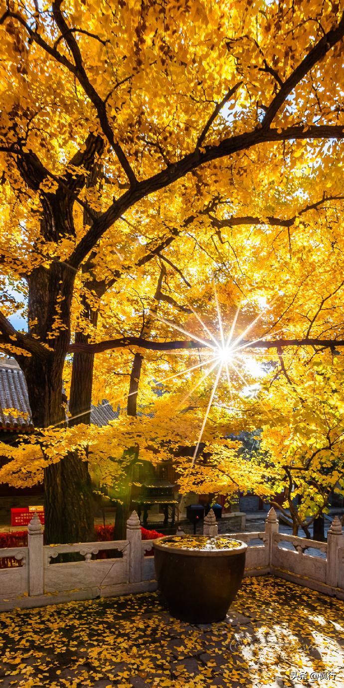 北京18个看银杏的好地方在哪,北京八大处看银杏攻略