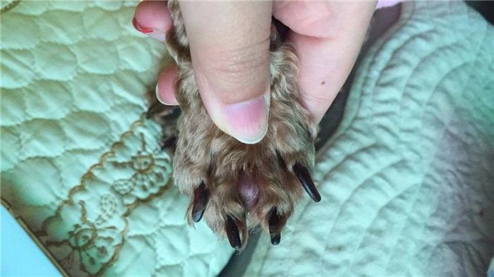 狗狗经常舔猫爪,狗狗铲屎官容易犯的错