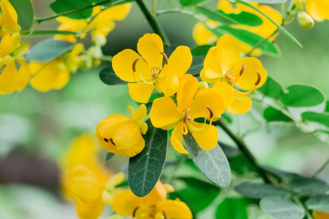 又发现深圳一个“绝美打卡地”!“淘金”绿道,人少免费